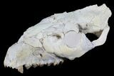 Oreodont (Merycoidodon) Partial Skull - Wyoming #77930-2